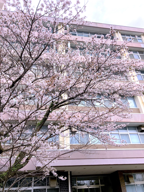 今年は桜が早かったので，3/27に撮影したものをアップしています。