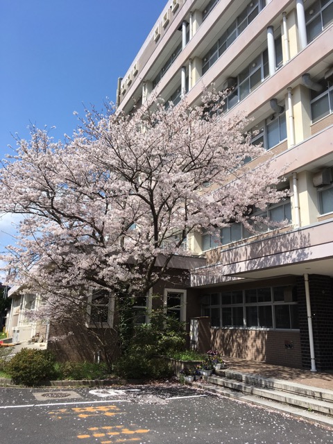 そんな中でも学内の桜は例年通り綺麗に花を咲かせています。