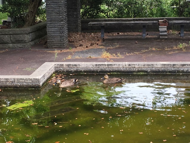 向かいの小さな池に今年もカルガモのつがいがやって来ました。あんなに小さな池で満足なんでしょうかね？（笑）　今年は構内を歩く人が少ないので優雅に泳げそうです。