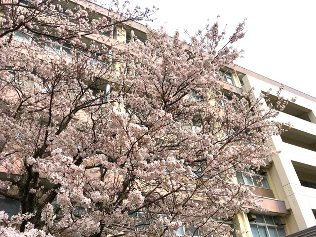 今年も奇麗に桜が咲きました。