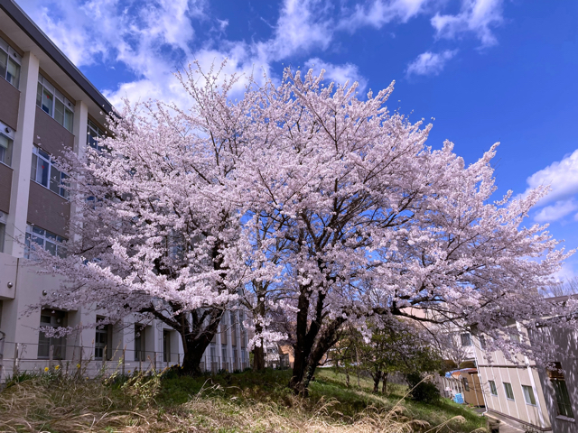 今年も奇麗に桜が咲きました。