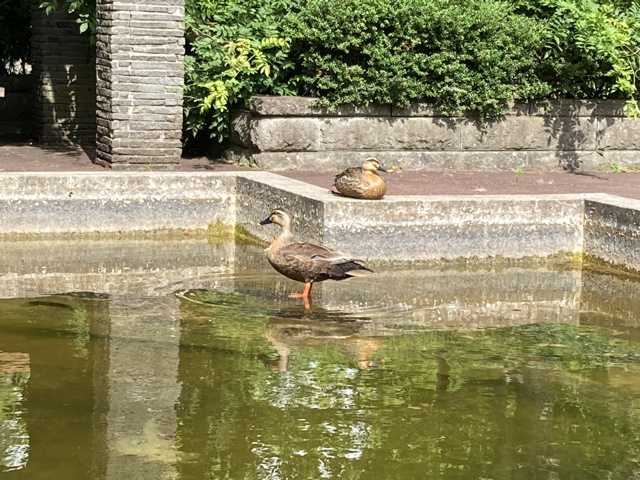 時折水の中にも入るようです。