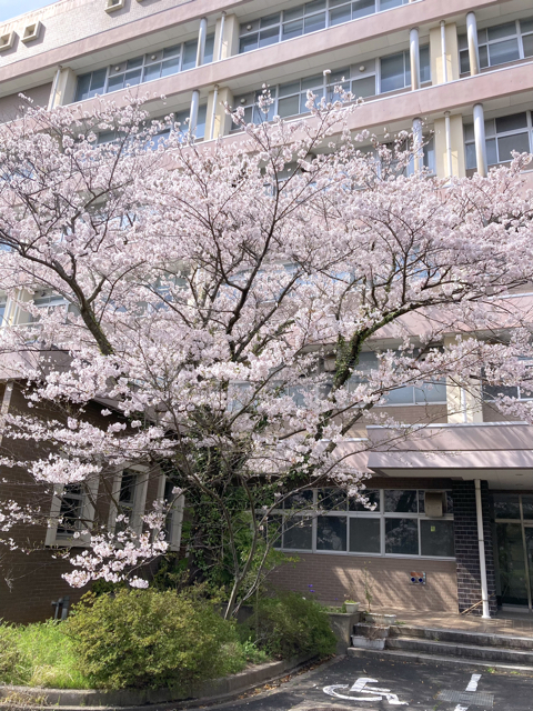昨年とは逆に，今年は桜が遅かったので，4/6に撮影したものをアップしています。