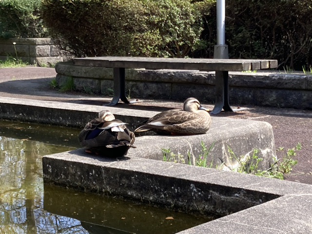 池の横を通りかかったところ，当たり前のように休んでいました。