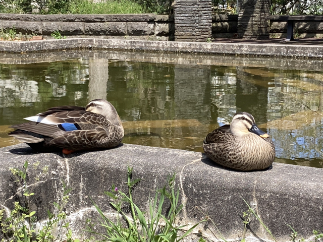 今回はかなり至近距離で撮影できました。丸々としていますね（笑）。