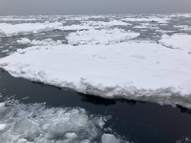 流氷とそれにまつわる生物を見ることができました。