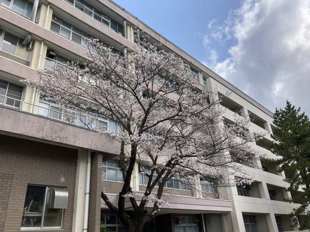 今年も桜が遅かったので，4/4に撮影したものをアップしています。