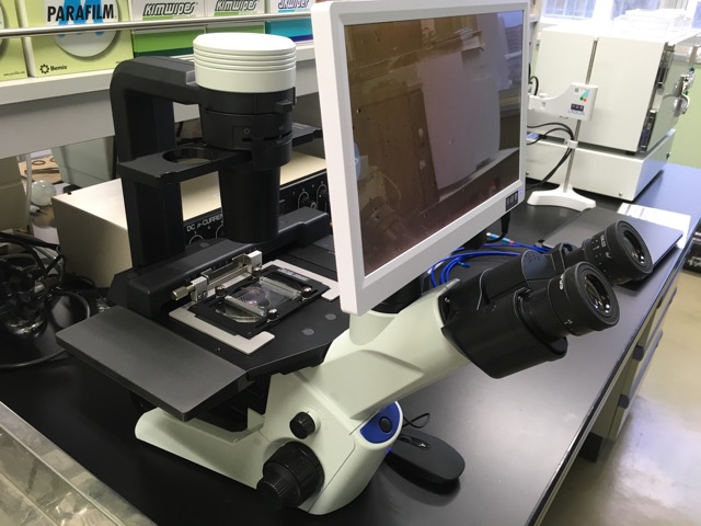 Cell Culture Microscope CKX53<br>OLYMPUS<br>Capturing camera Visualix Pro2 installed