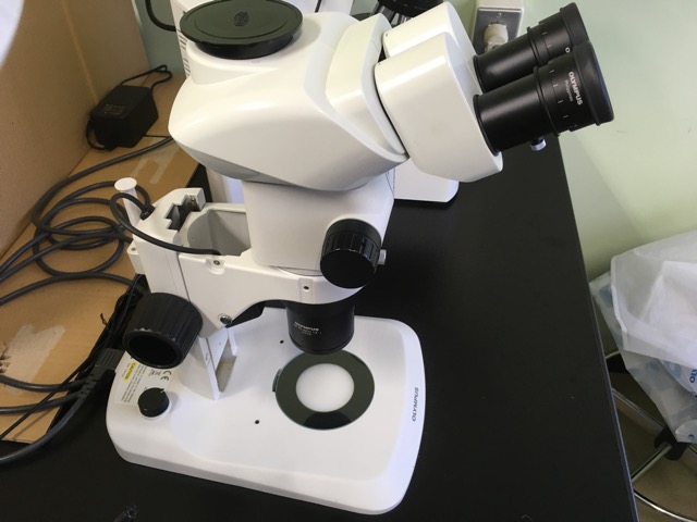 実体顕微鏡　オリンパスSZX7